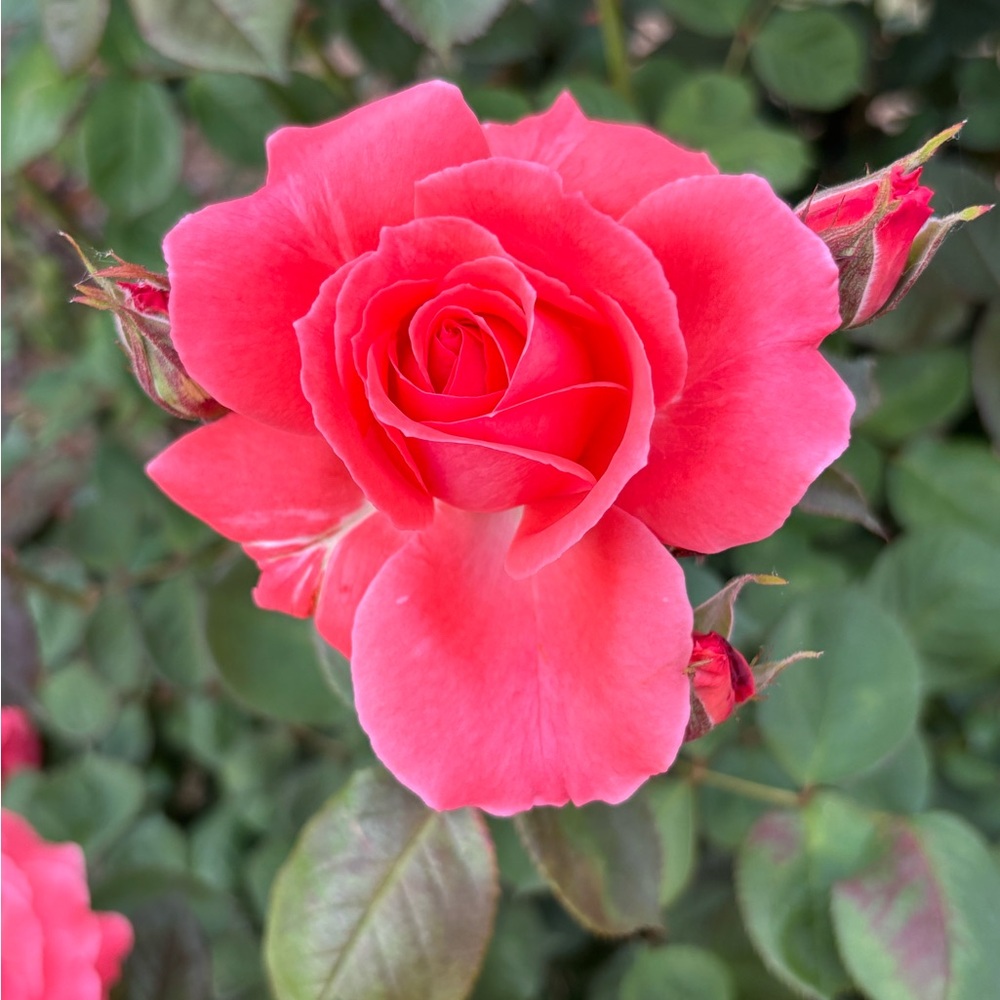 floribunda “America” climbing pink rose bush, plus 2 Stargazer Amaryllis bulbs.